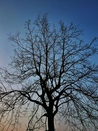 Low angle view of bare tree against blue sky