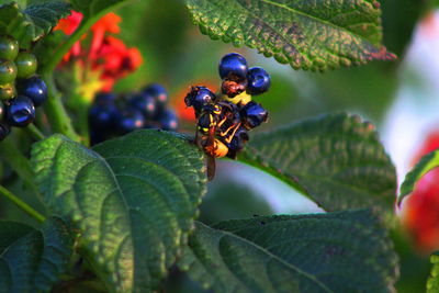 Close-up of insect on plant