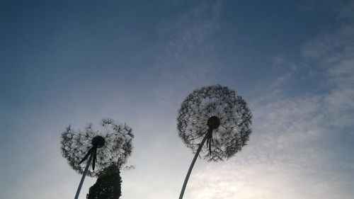 Low angle view of flower against sky