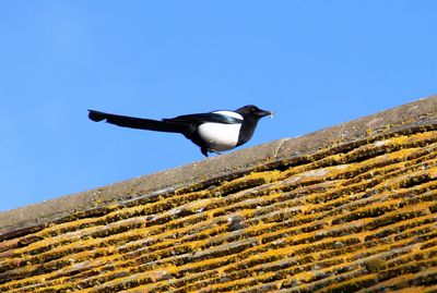 Low angle view of magpie