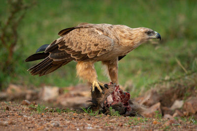 Tawny eagle stands on carrion facing right