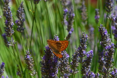 Close-up of butterfly on purple flowering plants