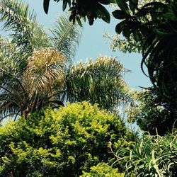 Low angle view of trees