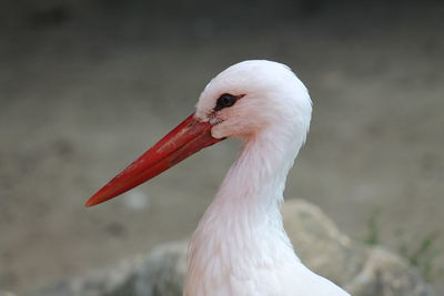 Close-up of a bird against blurred background