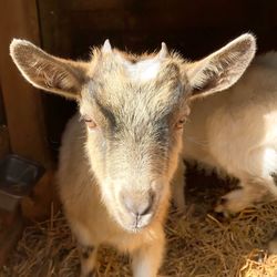 Close-up portrait of goat