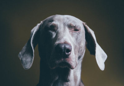 Close-up of winking weimaraner