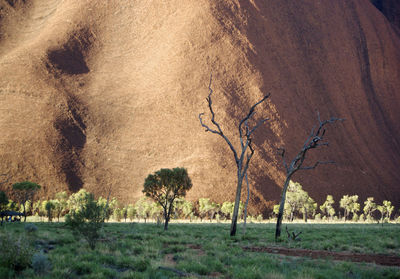 View of trees on field