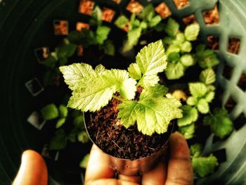 Close-up of hand holding potted sapling