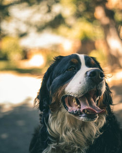 A beautiful bernese mountain dog sitting down in the shade