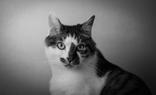 Portrait of cat against white background