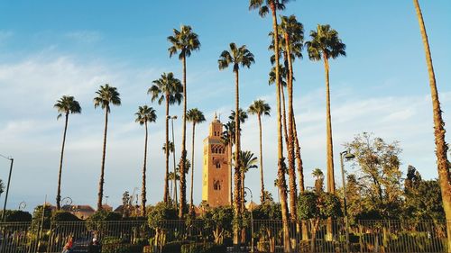 Low angle view of palm trees against sky