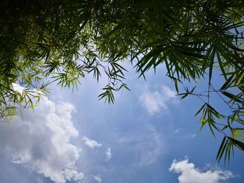 Low angle view of palm tree against sky