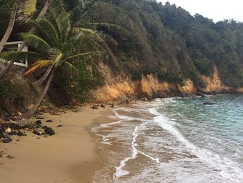 Scenic view of beach against trees