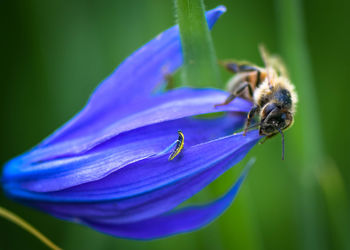 Close-up of bee pollinating on purple flower