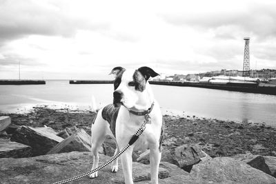 Dog sitting on shore against sky