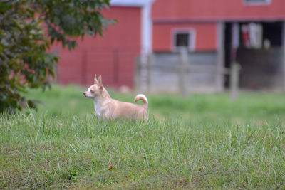 View of a chihuahua on field
