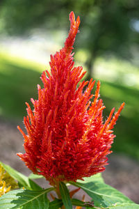 Close-up of red flower