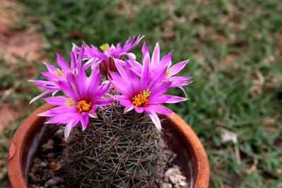Close-up of purple flowering plant on field