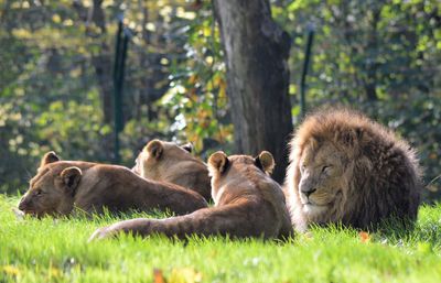 Pride of lions relaxing on grass against trees