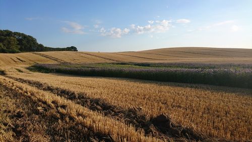 Scenic view of field against sky