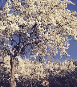 Low angle view of cherry blossoms