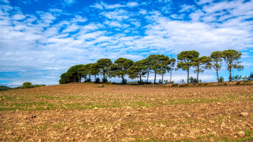 Trees on field against sky