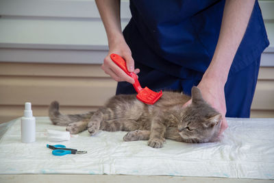 cat