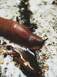 Close-up of snail