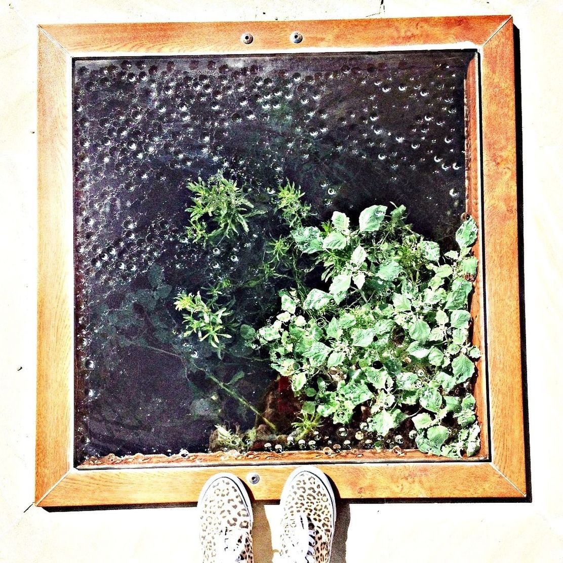 indoors, potted plant, plant, leaf, high angle view, table, window, growth, directly above, flower, home interior, glass - material, close-up, green color, freshness, vase, window sill, no people, flower pot, wall - building feature