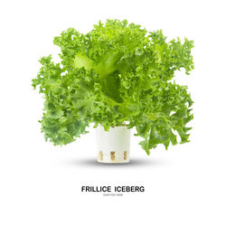 Close-up of green plant against white background