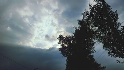 Low angle view of trees against sky