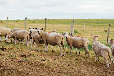 Sheep in a field