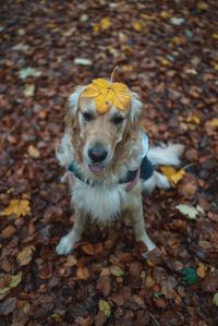 Portrait of dog on field during autumn