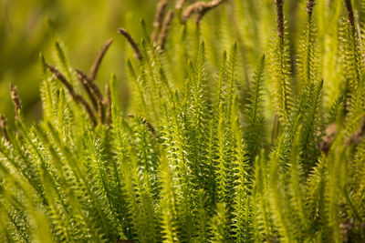 Close-up of fresh green plant