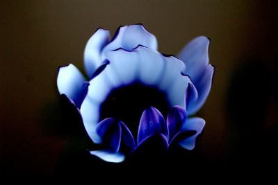 Close-up of flowers against blurred background