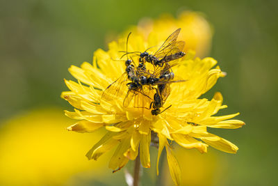 Black soldier fly flies insect hermetia illucens mating on yellow dandelions