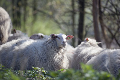 Close-up of sheep