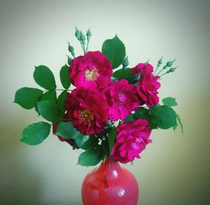 Close-up of pink rose