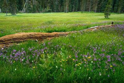 Purple flowering plants on field