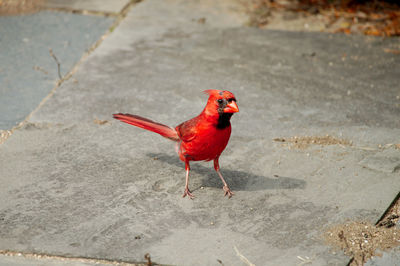 Cardinal posing