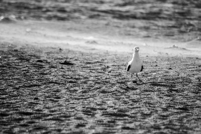 Seagull on a beach