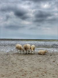 Sheeps in the sea