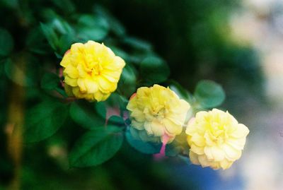 Close-up of yellow flowers blooming outdoors