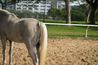 Close-up of horse