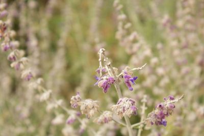 Close-up of purple flowers growing on field