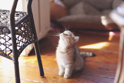 Cat sitting on wooden floor