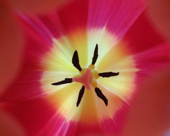 Close-up of flower blooming outdoors