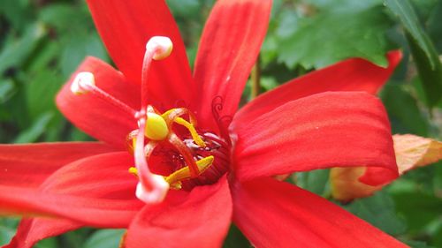 Close-up of red flower