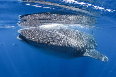 Fish swimming in sea