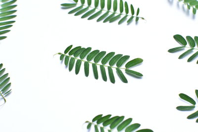 High angle view of fern leaves against white background